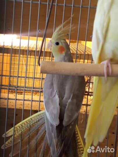 Корелла птенец девочка