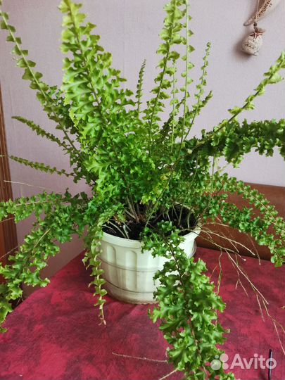 Папоротник кудрявый