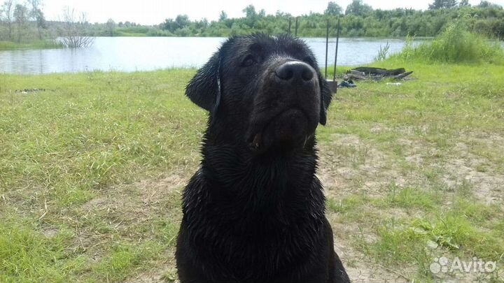 Щенки лабрадора