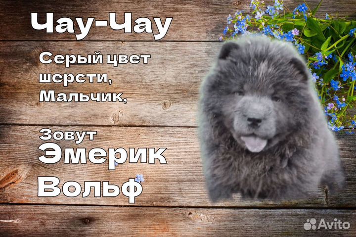 Щенок чау чау
