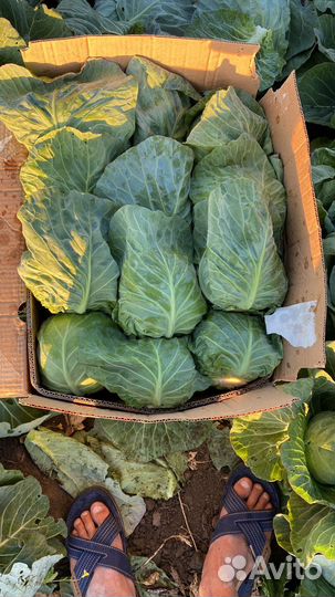 Кауста молодая