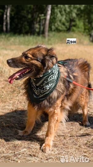 Собака из приюта ищет дом