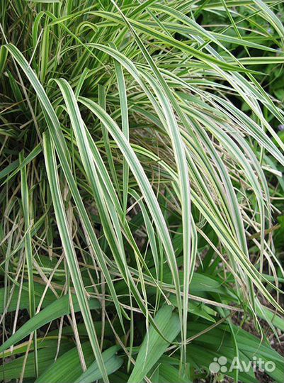 Вейник овердам