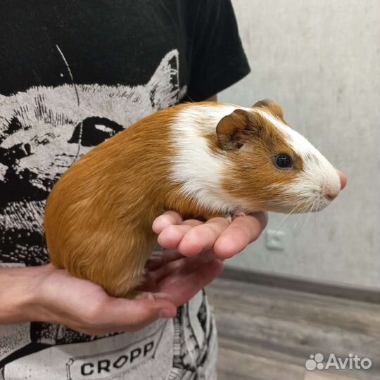Морские свинки