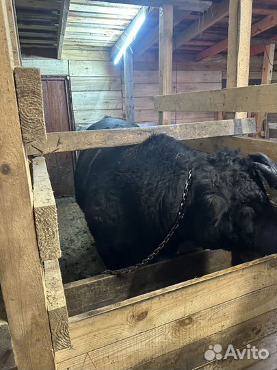 Бык Блэк Ангус