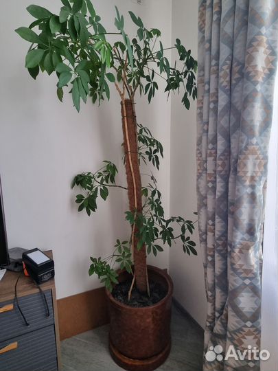 Лиана шефлера