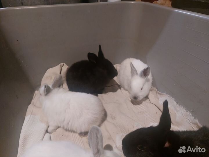 Калифорнийские кролики