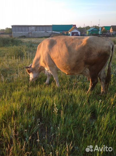 Продажа коровы