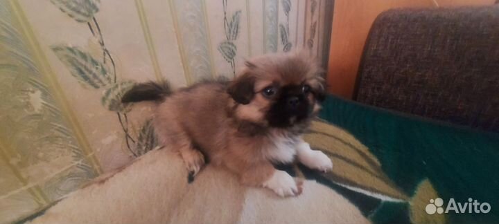 Собаки щенки Пекинес