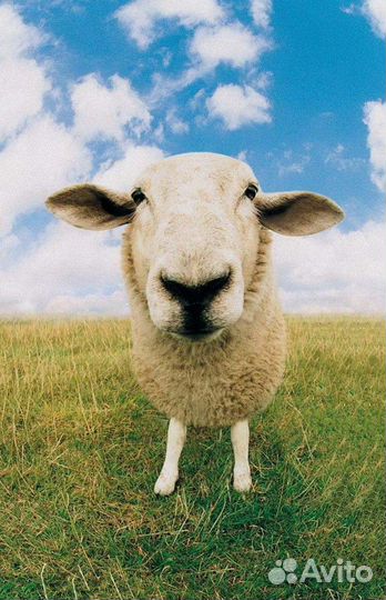 Баран для Курбан-байрам