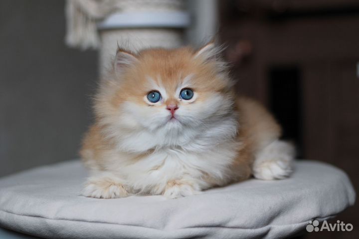 Британская золотая шоколадная шиншилла