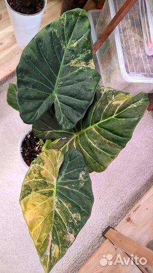 Алоказия регал шилдс вариегатная