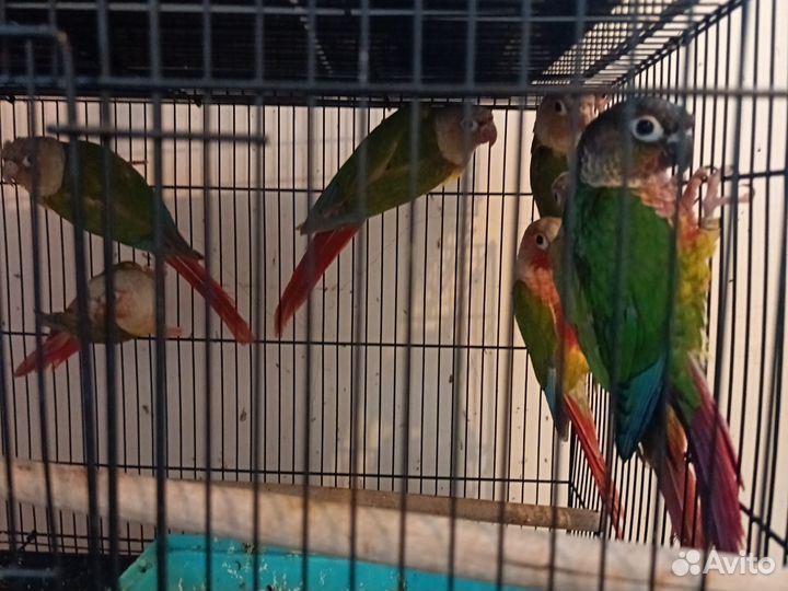 Попугай пиррура