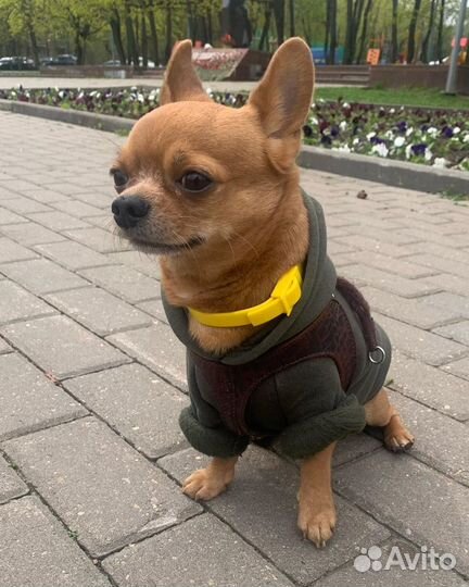 Чихуахуа мини вязка