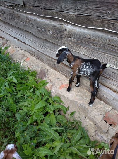 Коза и козлята