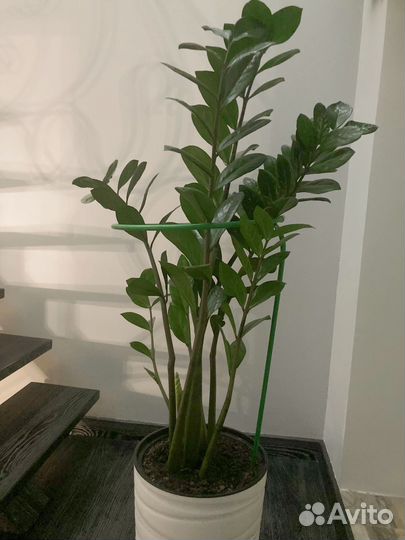 Замиокулькас