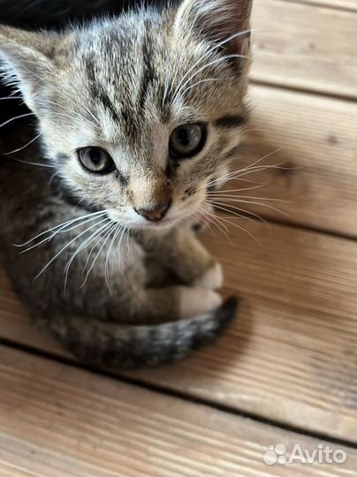 Котята в добрые руки бесплатно