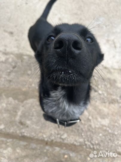 Щенок