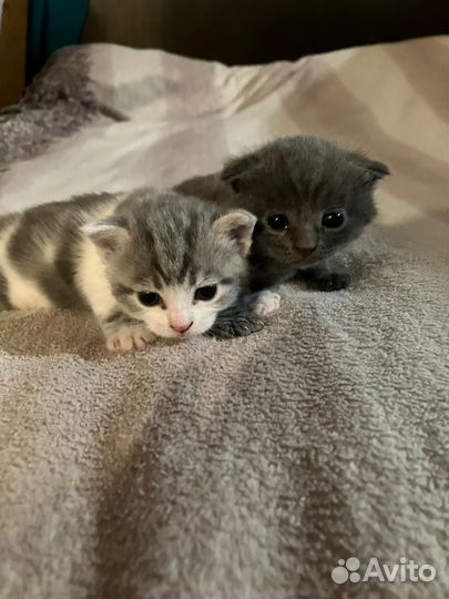 Британские котята