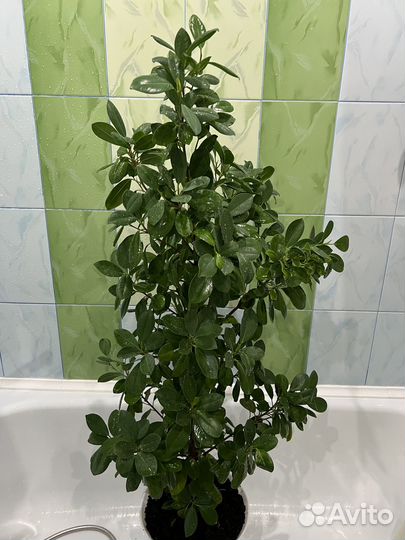 Фикус микрокарпа