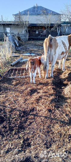 Телята бычки