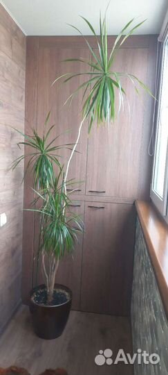 Пальма драцена