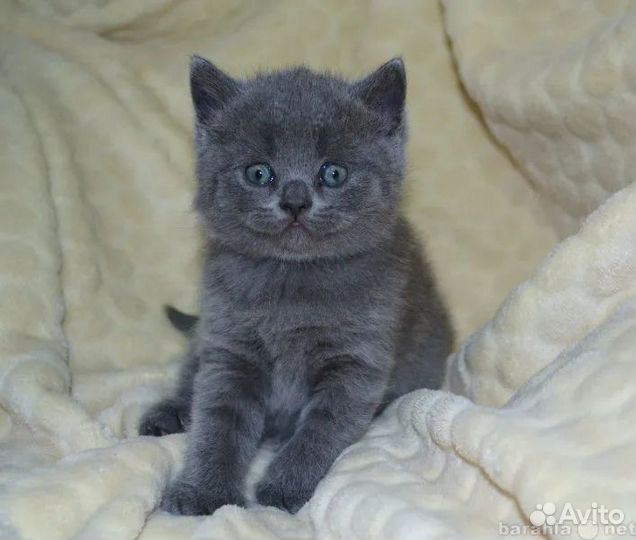 Британская