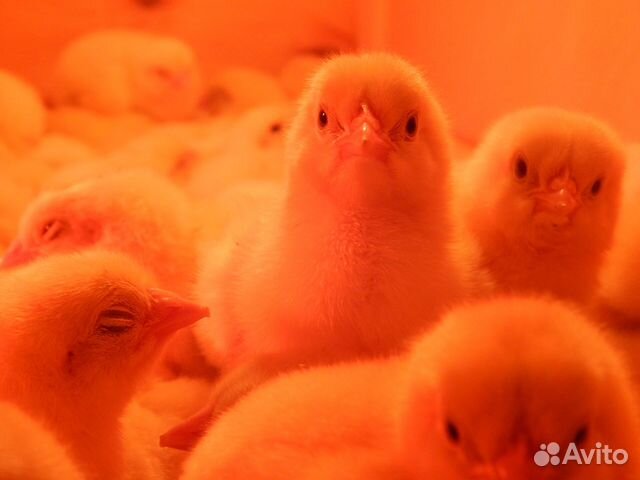 птица борисоглебск