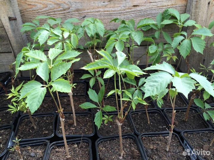 Саженцы девичий виноград