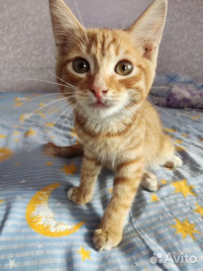 Рыжий котенок мальчик в добрые руки