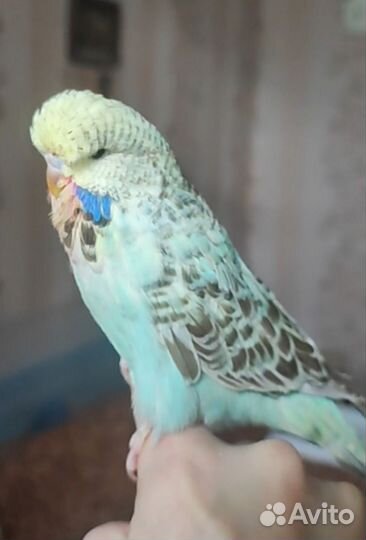 Попугаи чехи, самки, самцы, птенцы