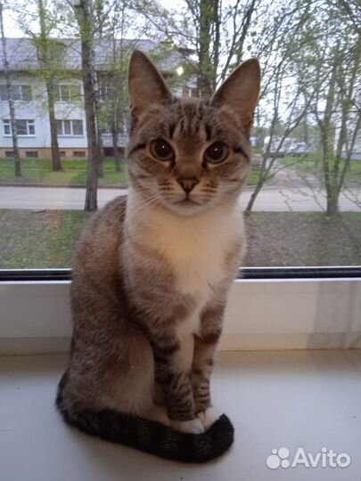 Кошка в дар