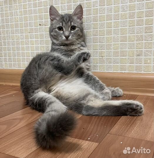 Кошечка Лиза ищет дом