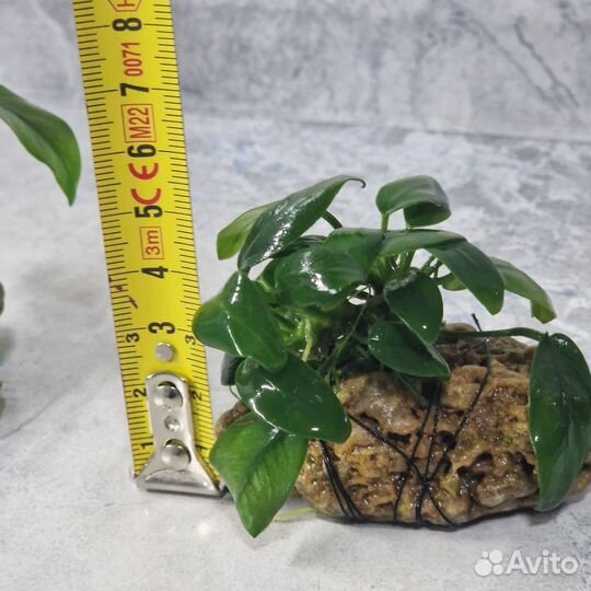 Анубиас нана