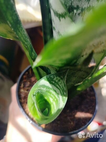 Комнатные растения