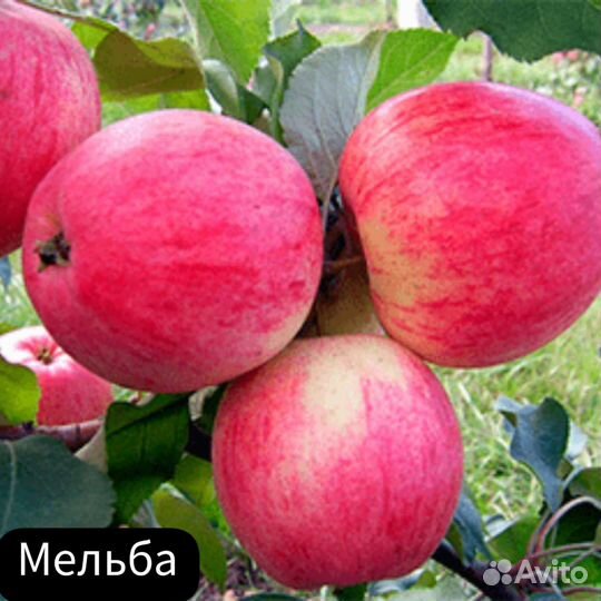 Саженцы яблони Мельба