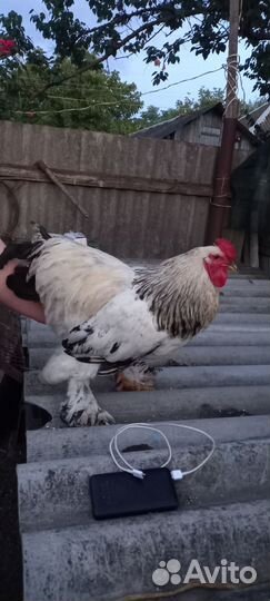 Петух брама