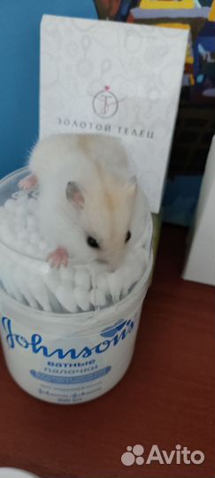 Хомяк джунгарик