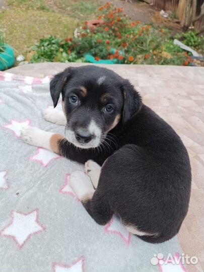 Плюшивая девчушка