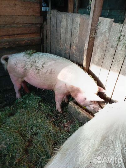 Поросенок ландрас