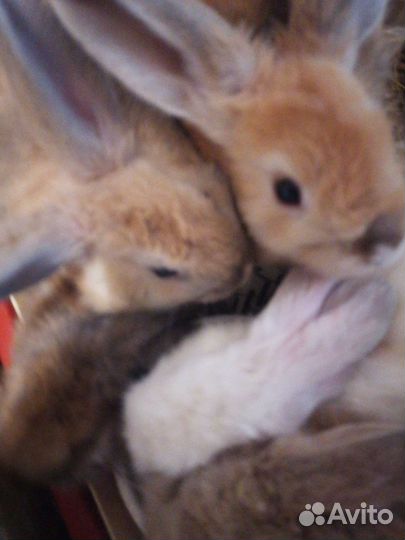 Кролики декор, карликовые