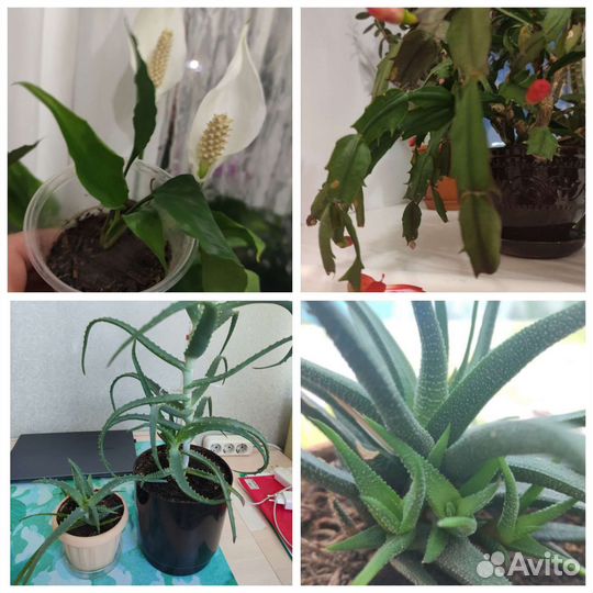 Алоэ, агава, декабрист, ростки и взрослые растения