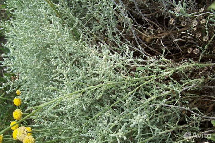 Лаванда, розмарин, сантолина в срезанном виде