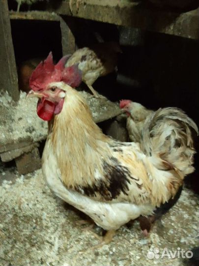 Петухи и куры