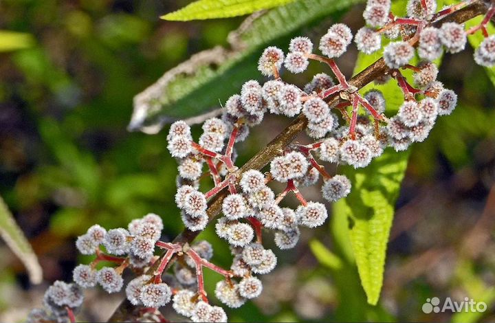 Дебрегеасия комнатная малина - земляника