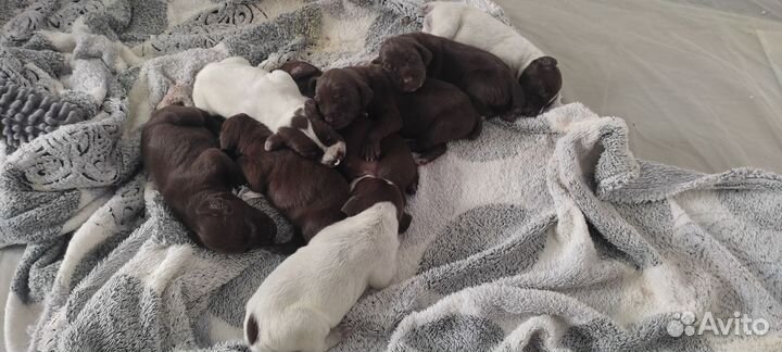 Щенки курцхаара