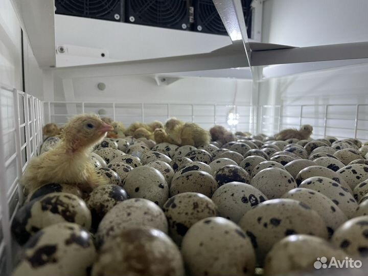 Суточные перепела