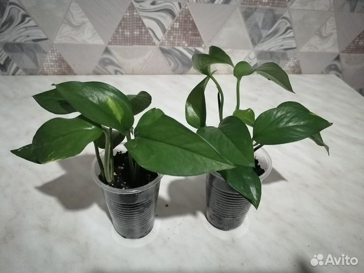 Сциндапсусы, циссусы