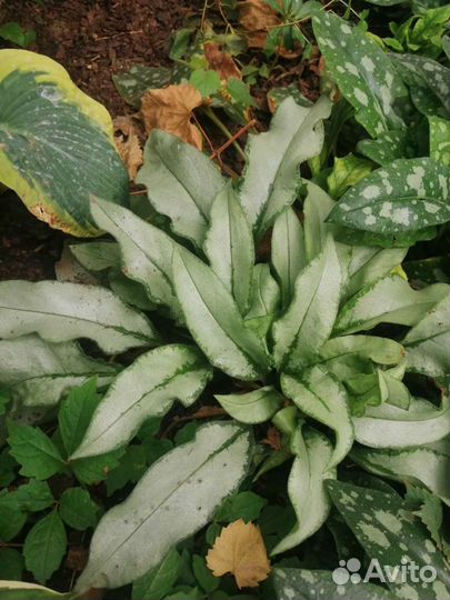 Медуница, Бадан, Брунера