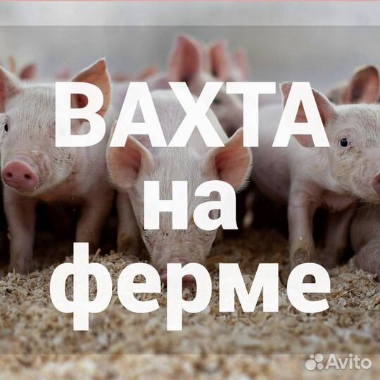 Скотник с проживанием вахта